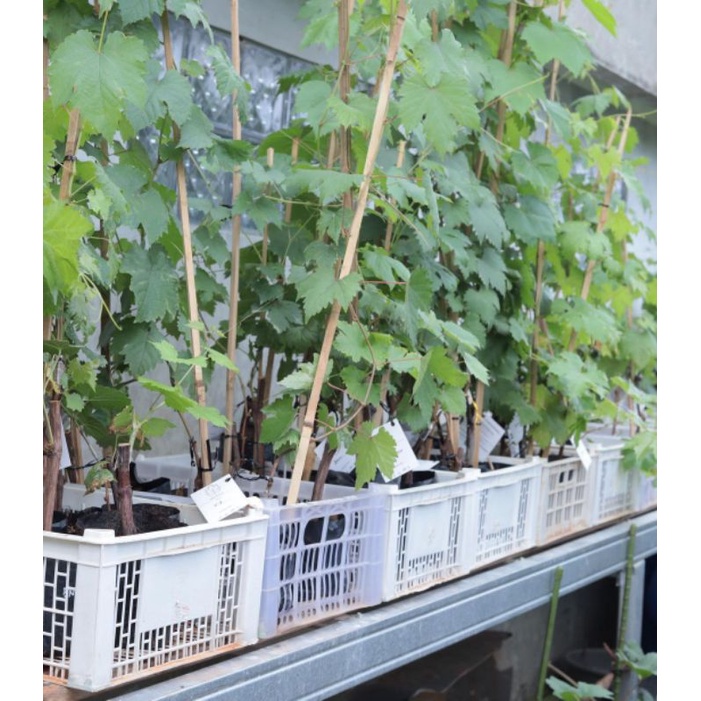 Bibit Anggur Import Jenis Kyoho