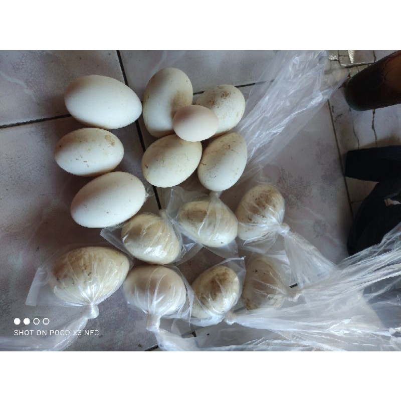 

telur angsa fertil telur angsa fresh