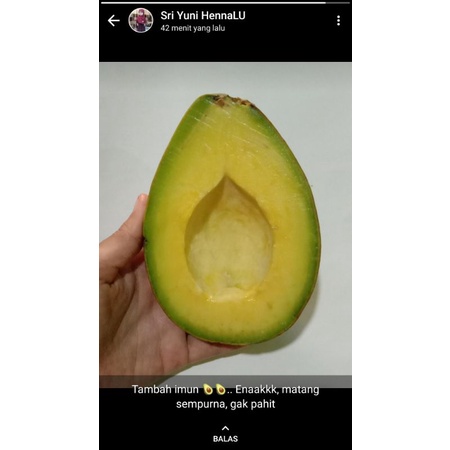 

Alpukat Mentega