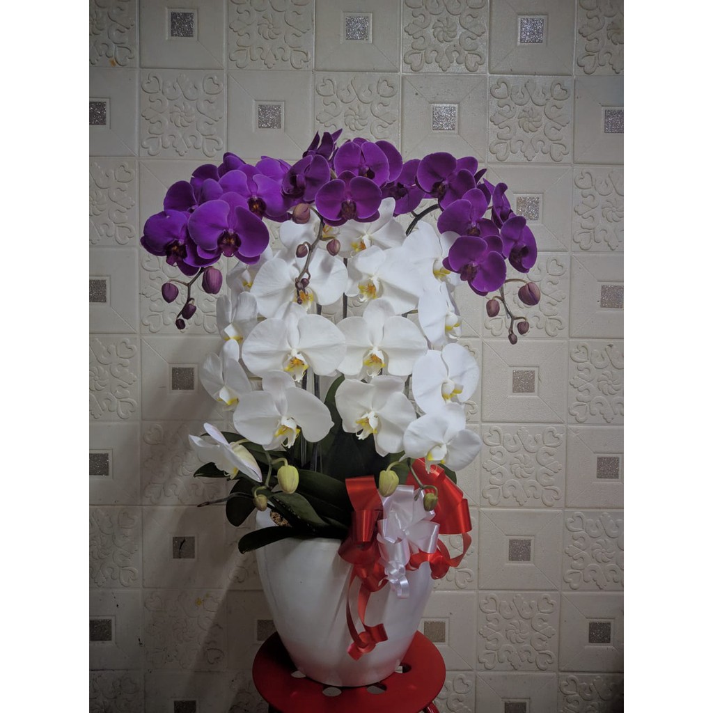 ANGGREK BULAN | ANGGREK BUNGA MERAH PUTIH | RANGKAIAN BUNGA ANGGREK