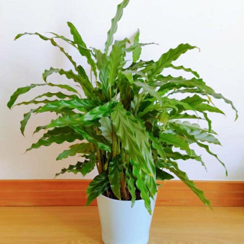 calathea rufirbaba