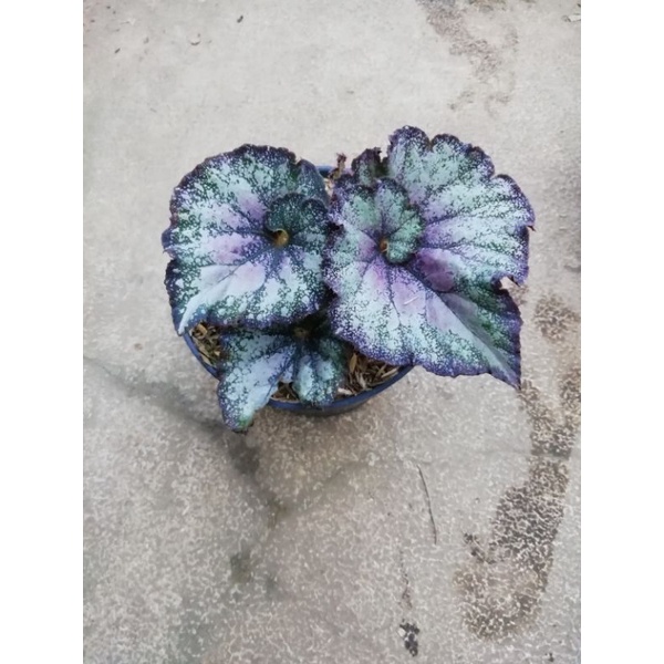 begonia keong/begonia keong ungu