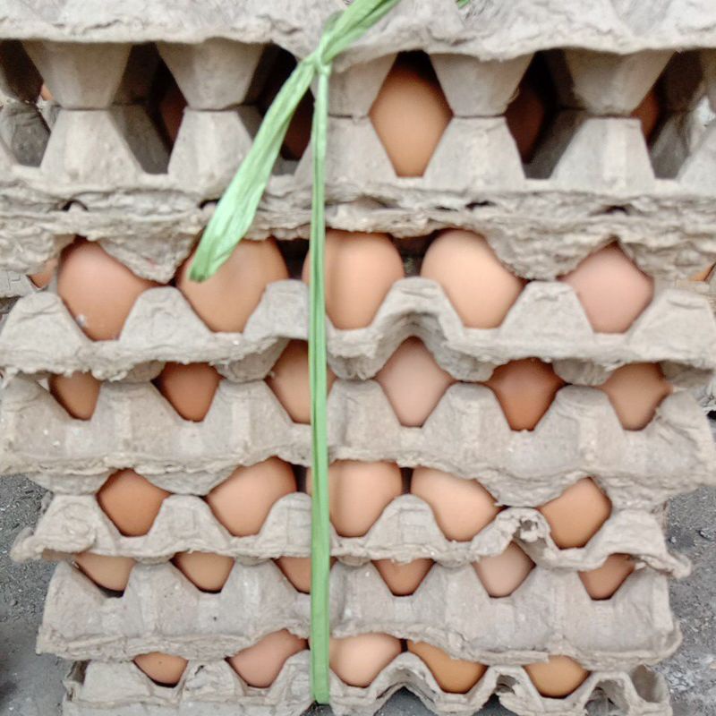 

Telur Ayam