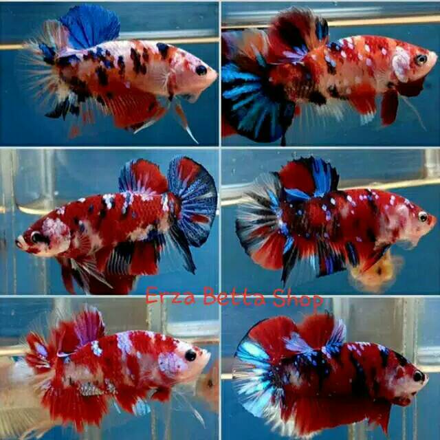 Ikan Cupang Koi Galaxy Multicolor Grade A Shopee Indonesia