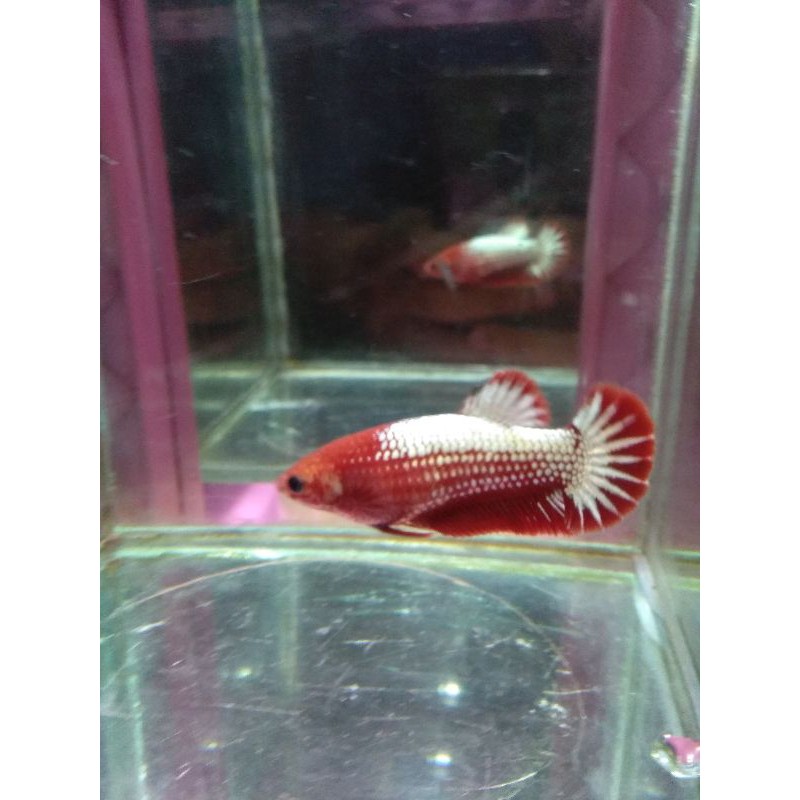 cupang female full egg Fccp red head