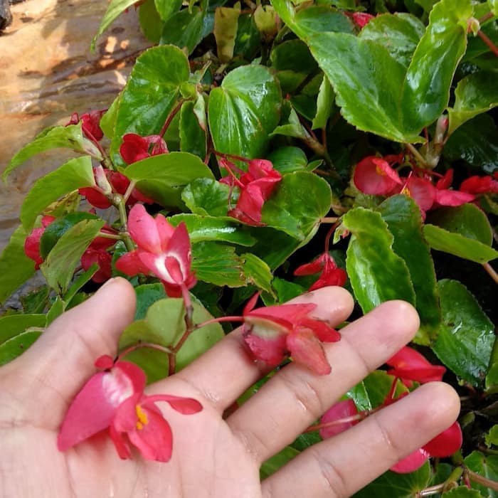 pusat tanaman hias gantung begonia bunga merah - behunia tanaman