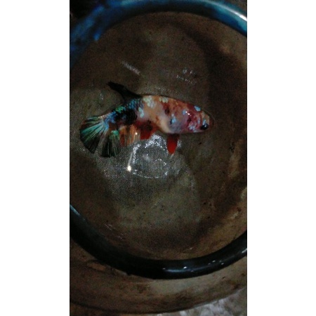 [PAKET] Breeding Cupang