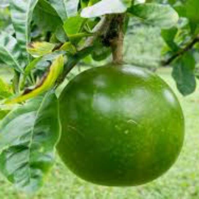 

Buah Berenuk Buah Meja Ramuan Herbal
