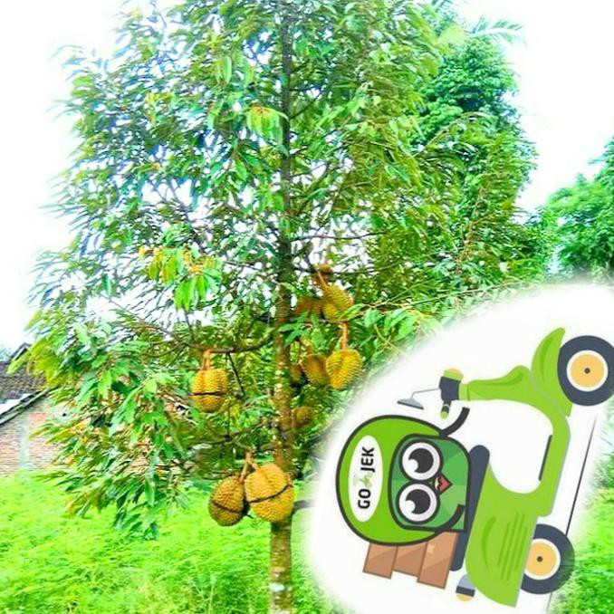 A+ BIBIT DURIAN MONTONG A+