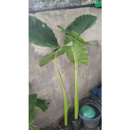 sente hitam dan sente hijau