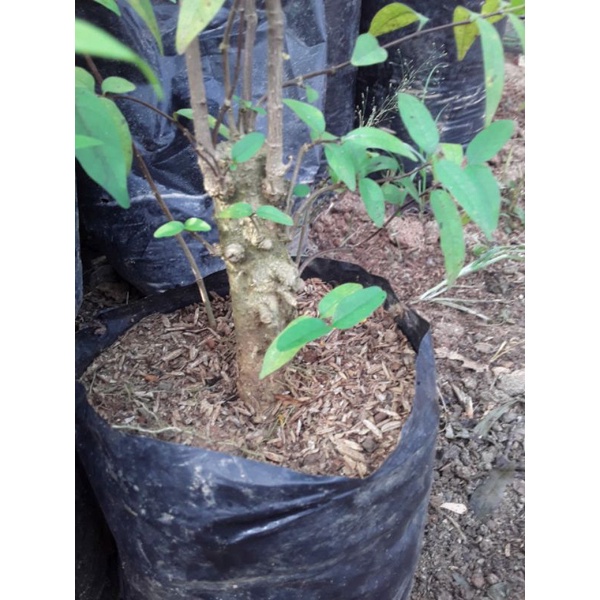 1 bonggol anting Putri dan 3 calon bonsai anting Putri