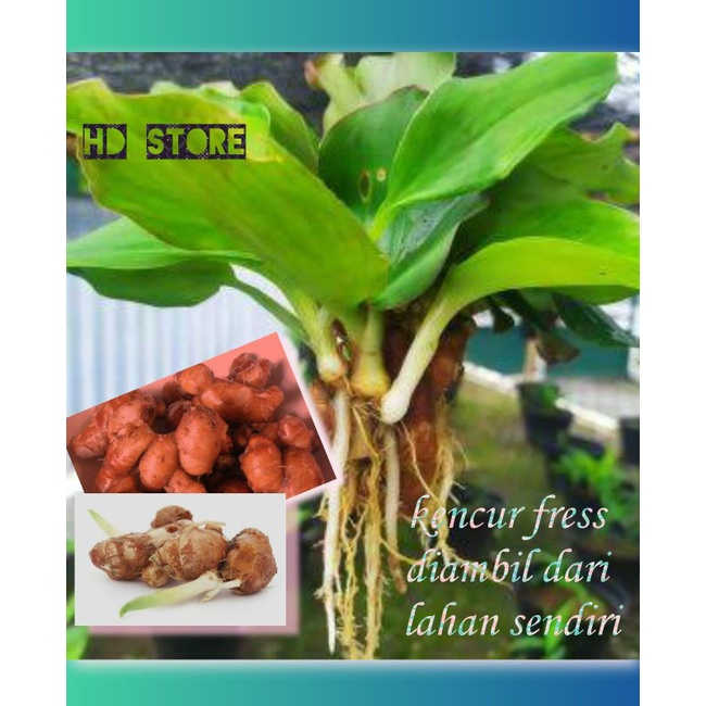 

KENCUR FRESS DIAMBIL KETIKA ORDER MASUK