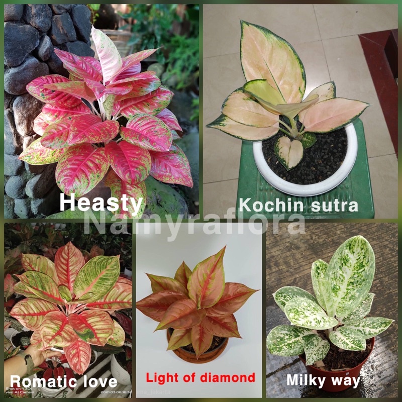 paket promo 5 bonggol aglonema *kochin sutra *heasty *romatic love *light of diamond *milky way