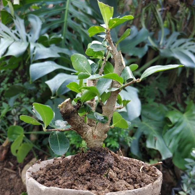 Bahan Bonsai Sianci Mame