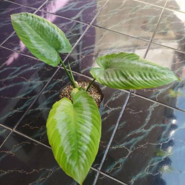 Tanaman hias hamalomena