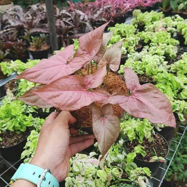 Syngonium neon Robusta - Tanaman Hias Singonium Pink / Indoorplant