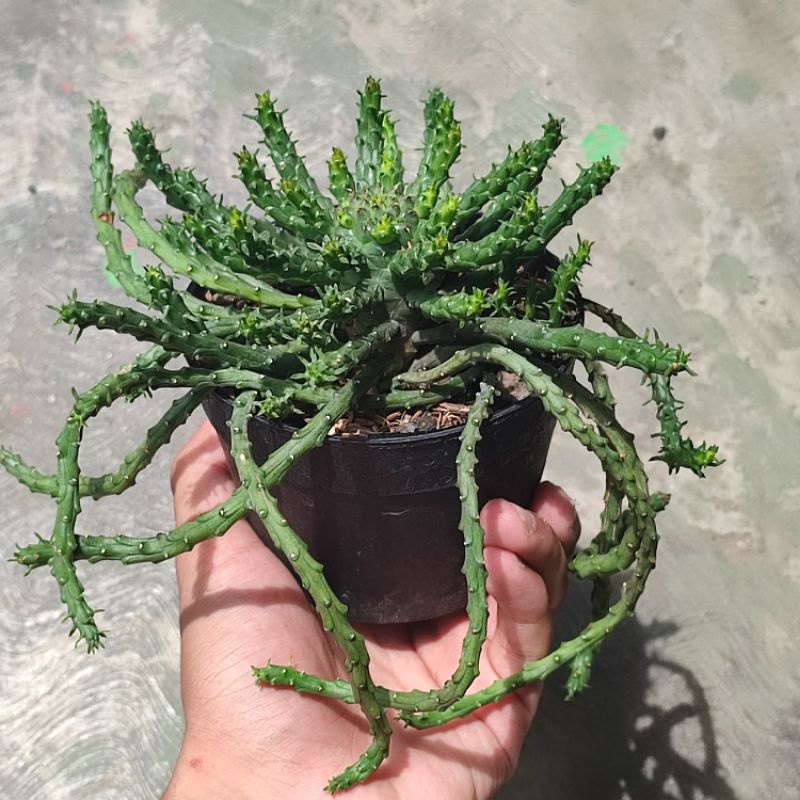 Euphorbia caput medusae/Euphorbia/Euphorbia flanaganii