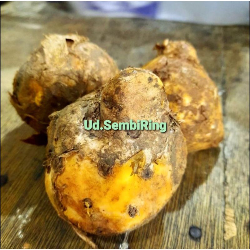 

Temulawak