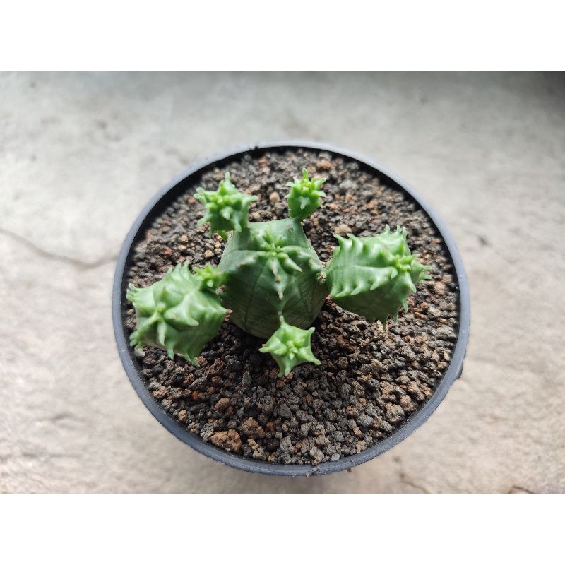 euphorbia globosa cluster