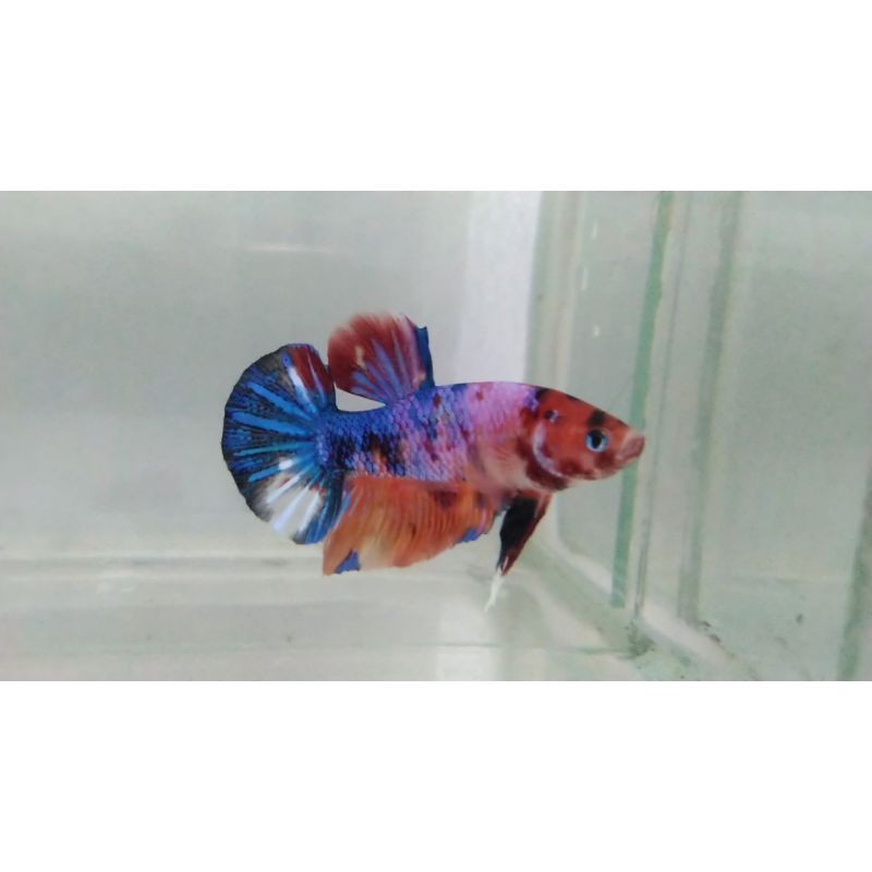 ikan cupang giant male bo5cm