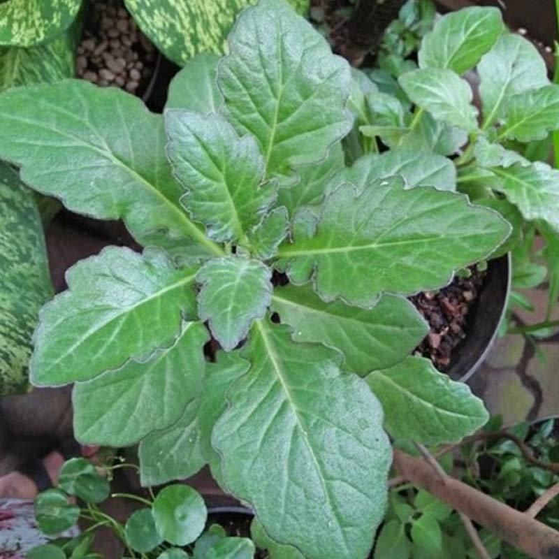 daun dewa bibit daun dewa herbal toga