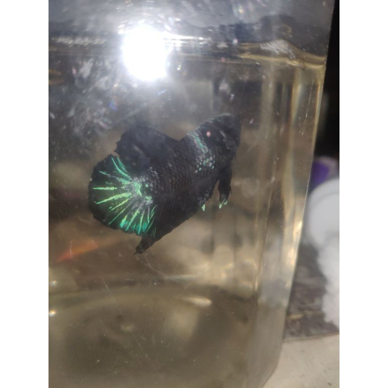 cupang hias , Avatar Gordon , hellboy galaxy, multicolor, fccp