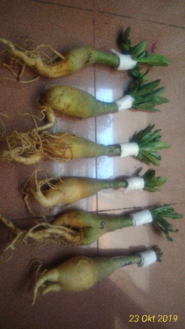 Bibit Adenium / Kamboja Jepang Tumpuk Nomor 28-36