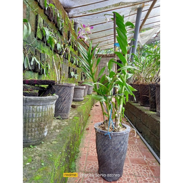 Dendrobium tinggi besar