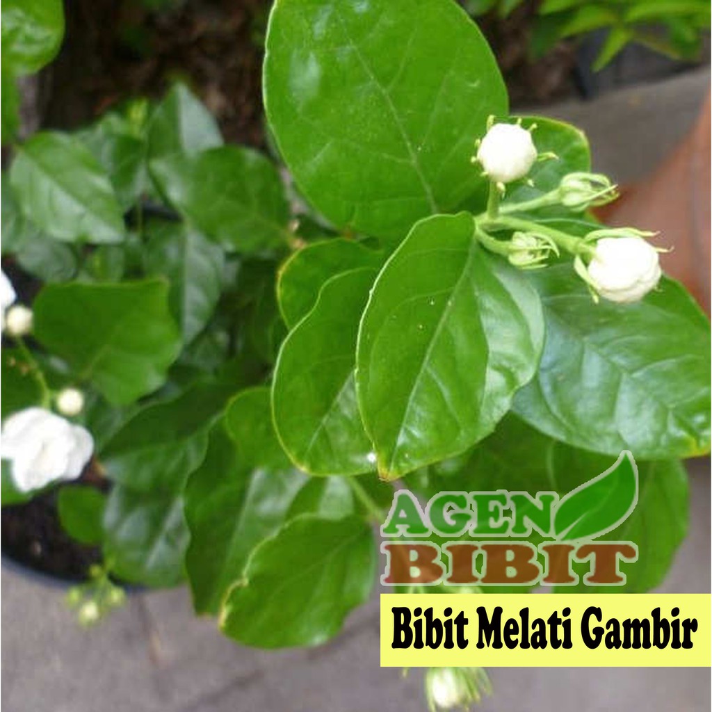 Bibit Pohon Melati Gambir Tanaman Bunga Putih Hias Wangi Harum Shopee Indonesia