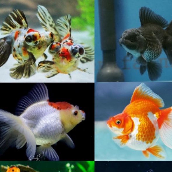 61 Dekorasi Aquarium Ikan Mas Koki Gratis