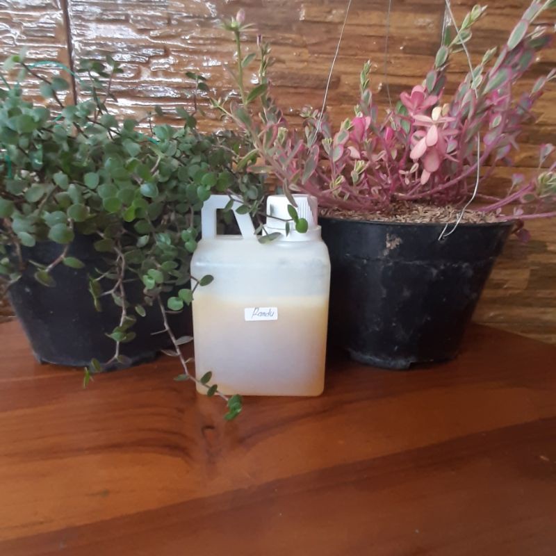 

madu nektar randu 500 gram,madu asli