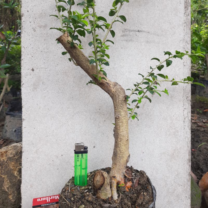 bahan bonsai sisir kaliage mame karakter terngiang ngiang.realpic