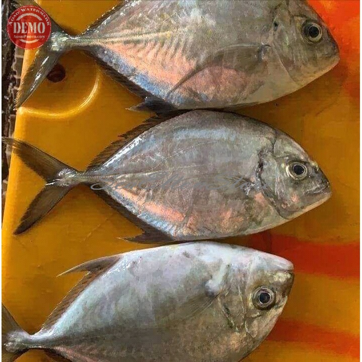 

IKAN KUWE GEPENG Ikan Segar Laut