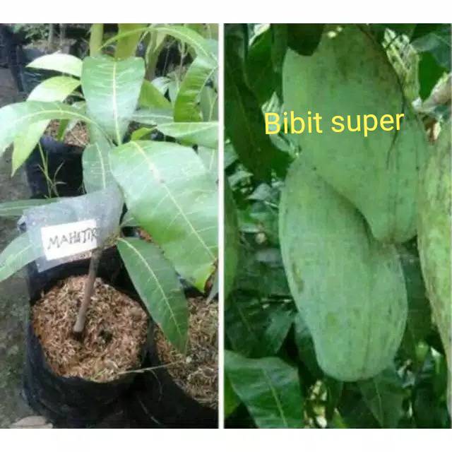 Bibit mangga mahatir super