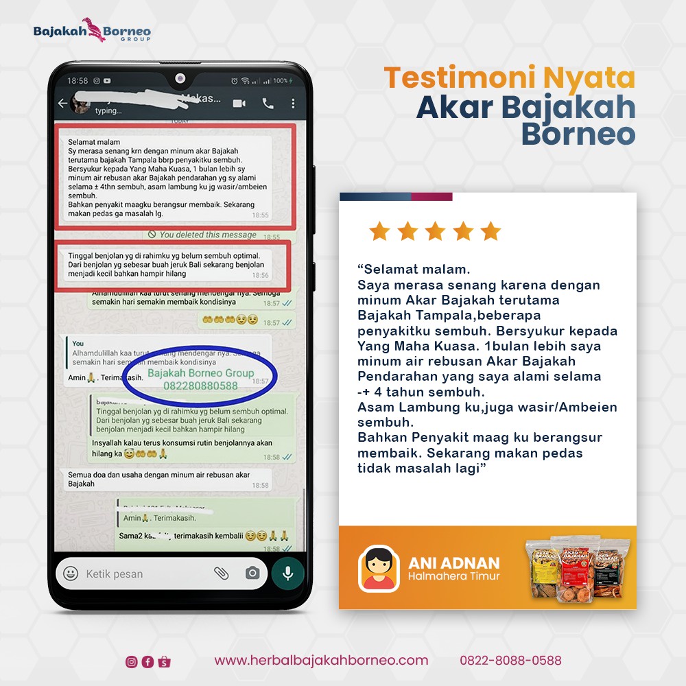 [TERLARIS] 1Kg Akar Kayu BAJAKAH TAMPALA MERAH Siap Seduh Obat Tumor dan Kanker (100% ORIGINAL) Asli Kalimantan - BONUS 1BUNGKUS Teh BAJAKAH