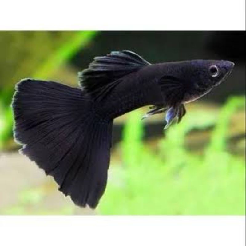 Ikan Guppy black moscow