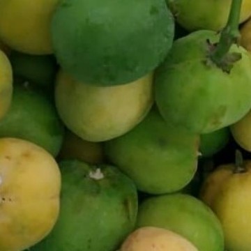 Biji Jarak Pagar siap Streeeeek - Biji Tanaman Jarak Pagar