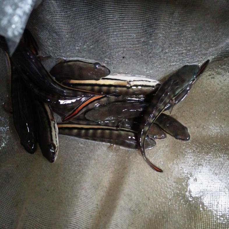 Ikan Gabus Toman Ukuran 20 Cm