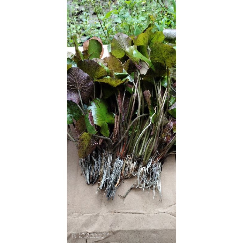 tiger lotus aquascape