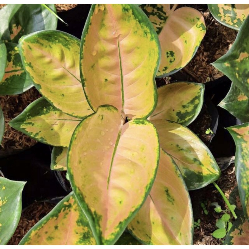 Aglonema sultan brunei anakan 2-3 daun