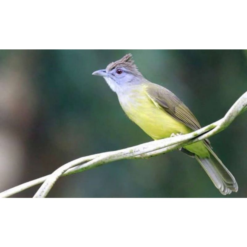 Burung Cucak Jenggot Jawa