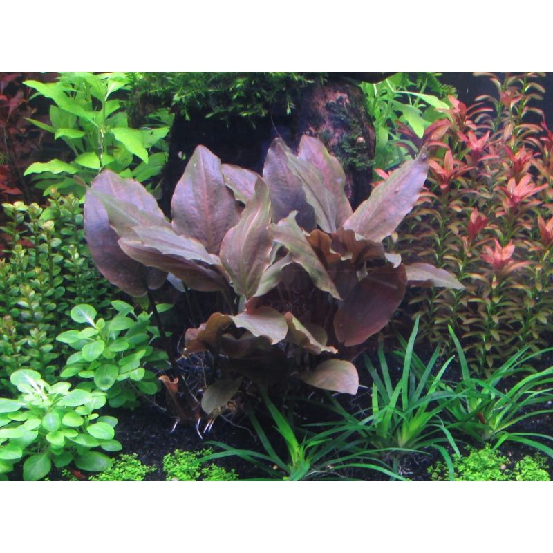 Lagenandra Meeboldi red ( Tanaman Aquascape Aquarium Kolam Ikan )