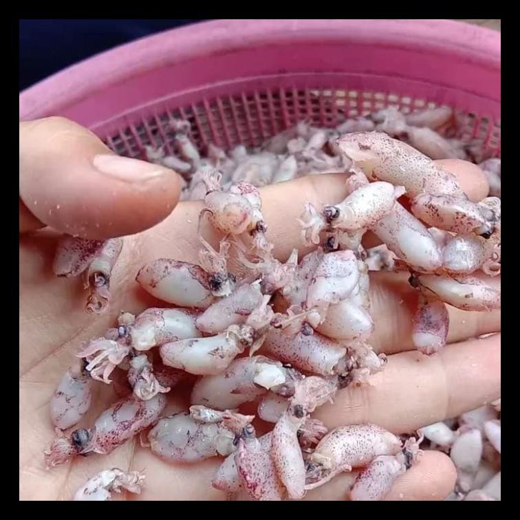 

PROMO! IKAN ASIN BABY CUMI KERING PER 500GR MURAH