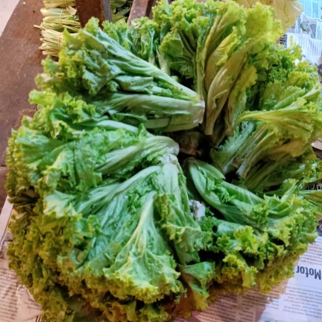 

Sayur selada