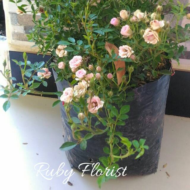 Tanaman Baby Rose