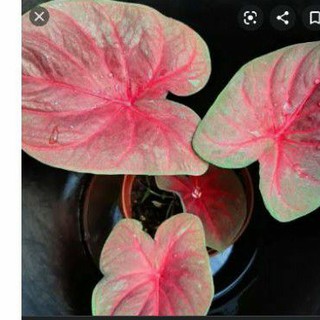 Caladium Leopard Tanaman Hias Caladium Shopee Indonesia