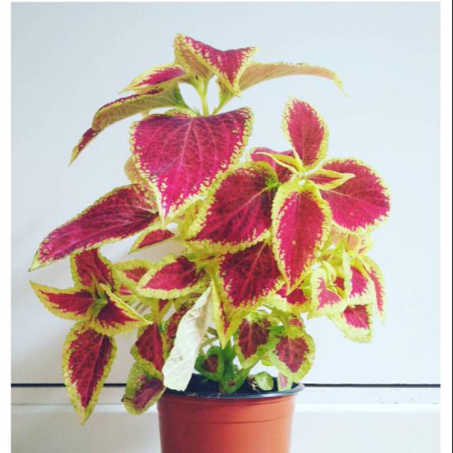 Tanaman hias miana api / tanaman hias miana / tanaman miana