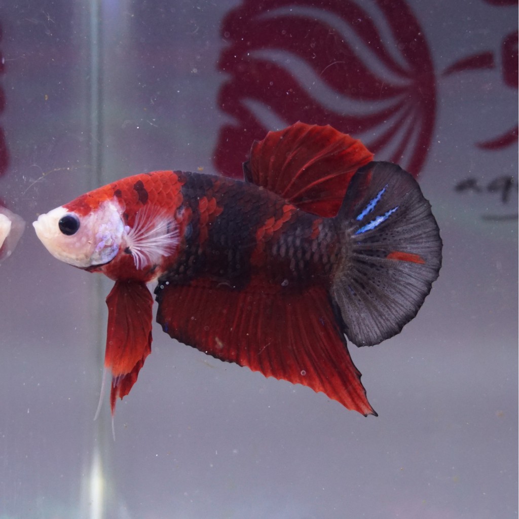 cupang male plakat black vampire merah maroon hitam jantan NOV