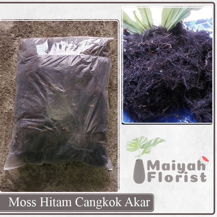 Moss Hitam Cangkok Akar Kadaka - Media Tanam - Volume 1 kg
