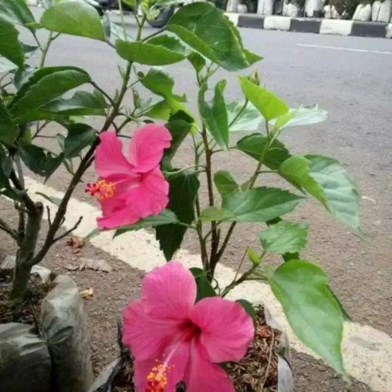 tanaman hias bunga sepatu / bunga sepatu / tanaman bunga